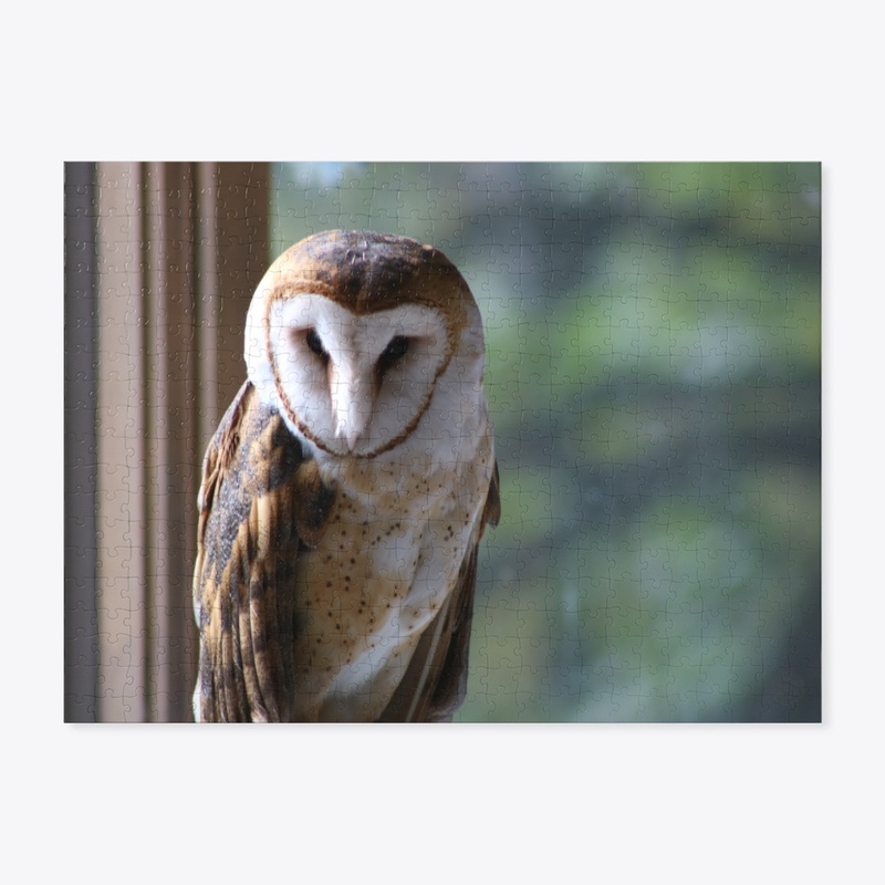 Barn Owl