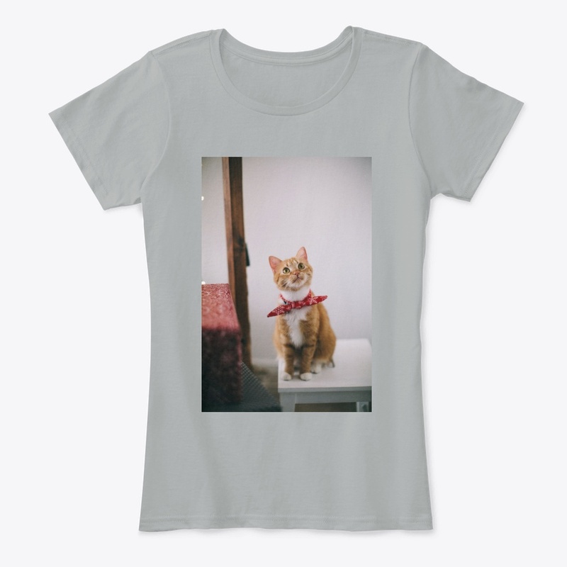 Beautiful Cat