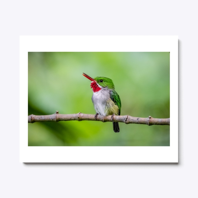 Puerto Rico Endemic Tody