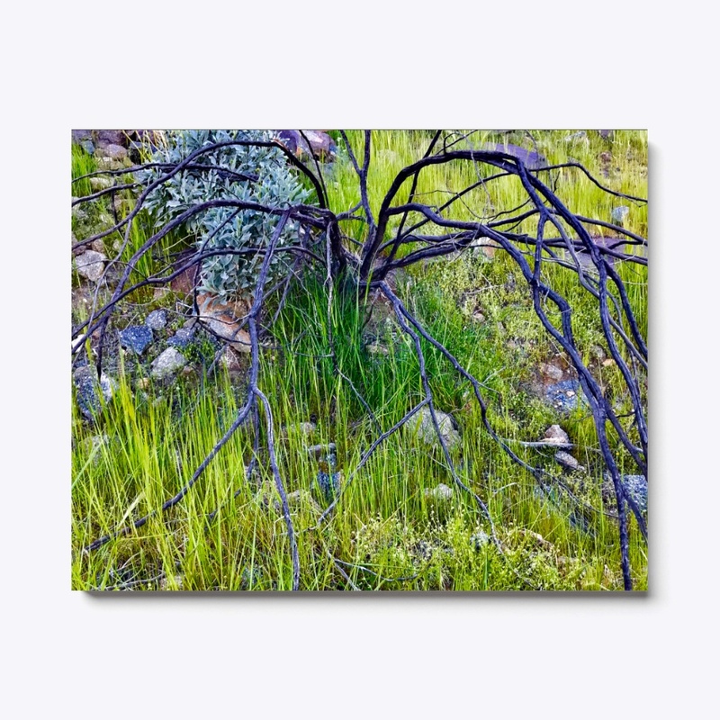 Beautiful Spider Branch Tree