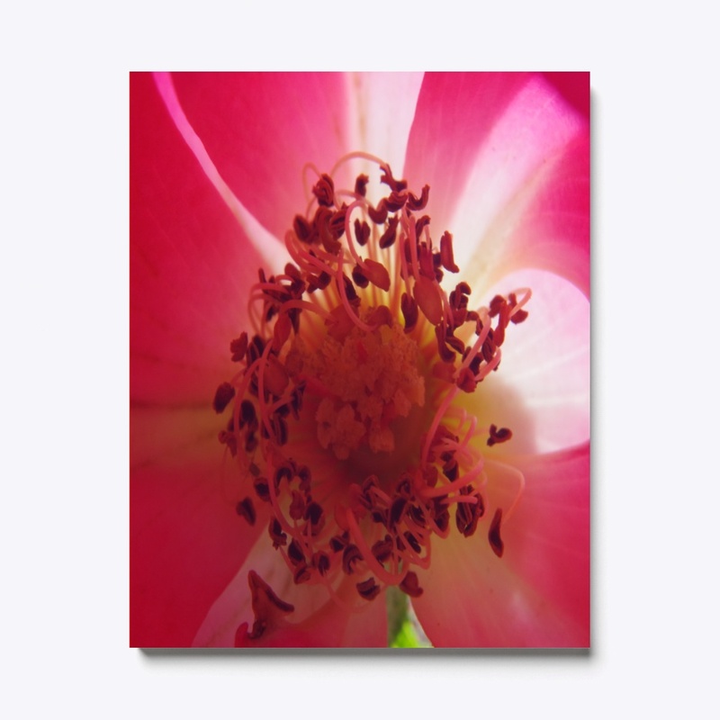 rose flower garden
