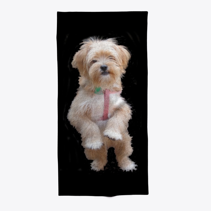cute yorkie chihuahua puppy