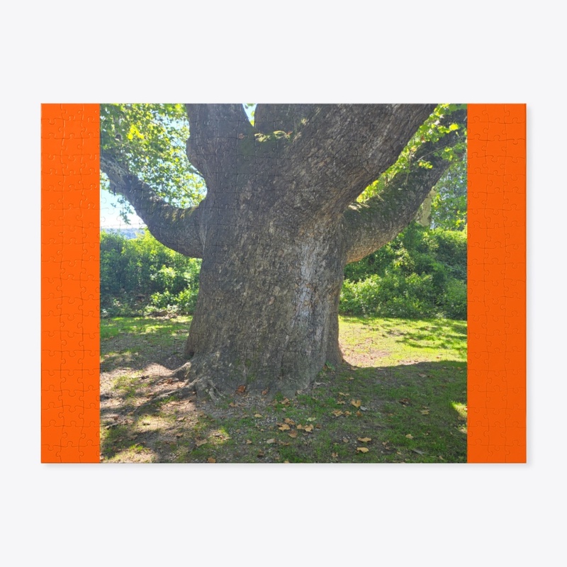 Connecticut's Oldest Tree