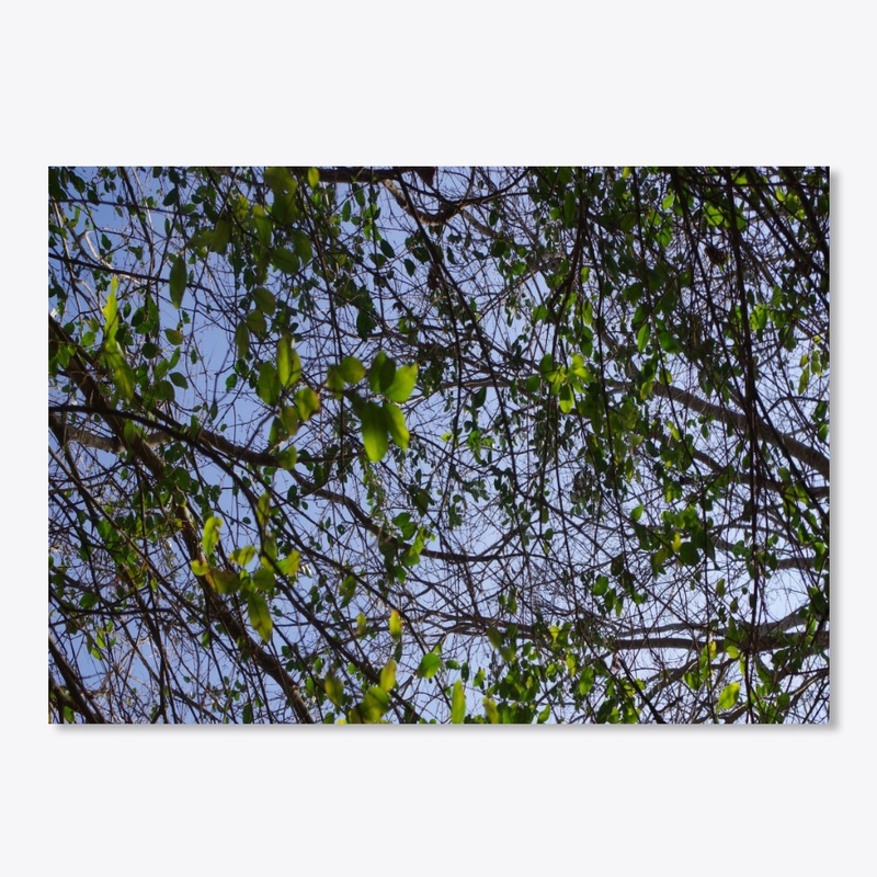 green leaves blue sky