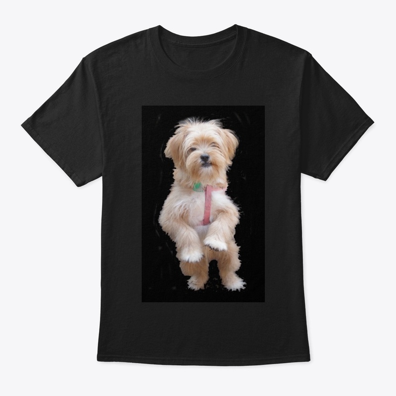 cute yorkie chihuahua puppy