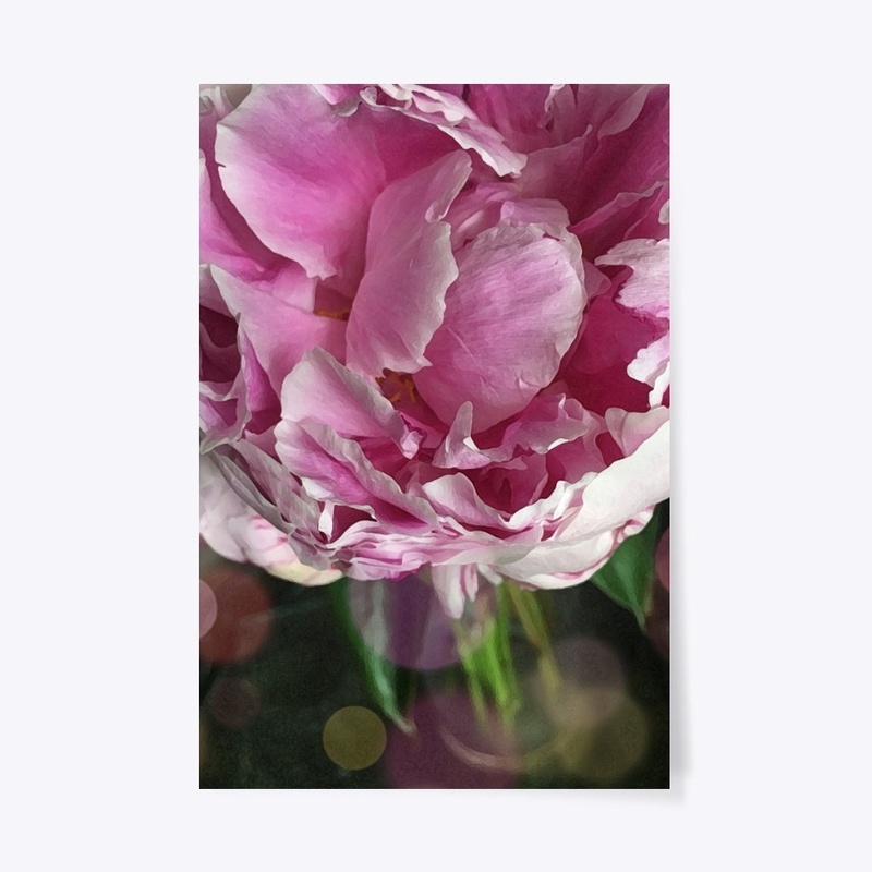 Spring Peonies