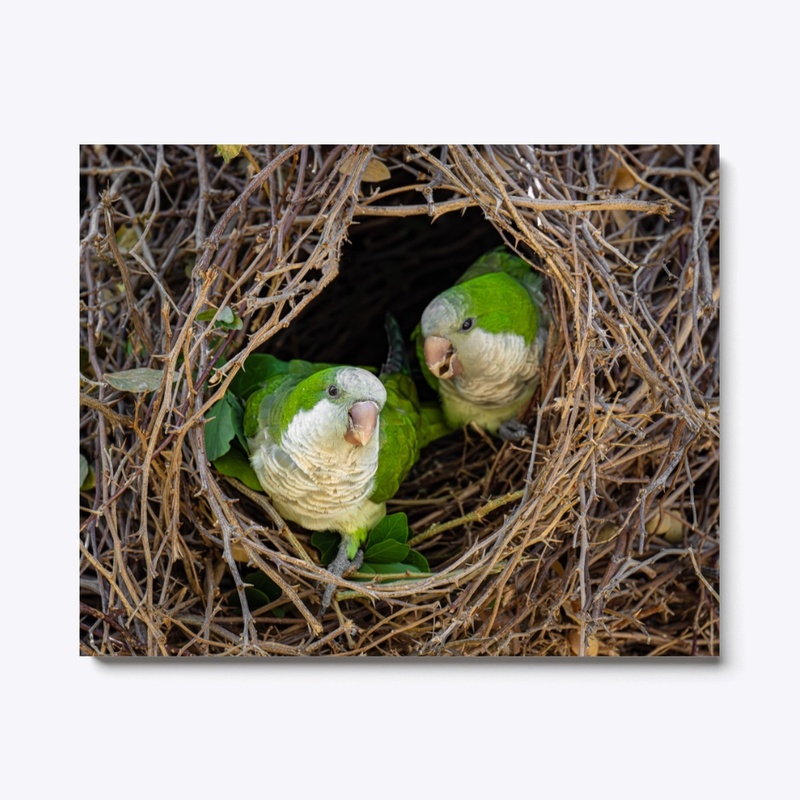 Monk Parakeet