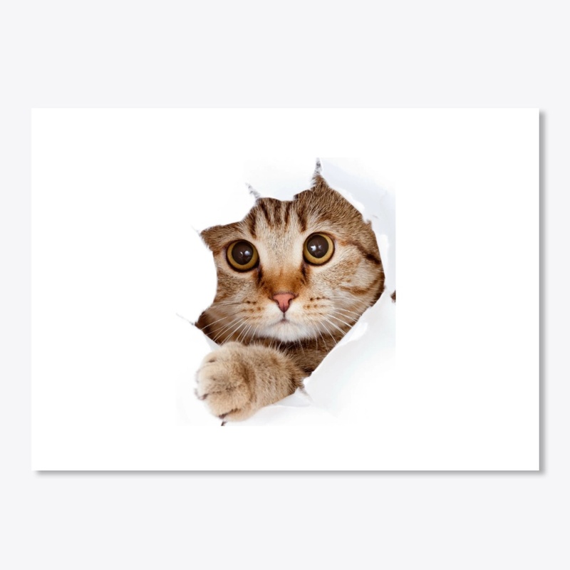 Cat collection 