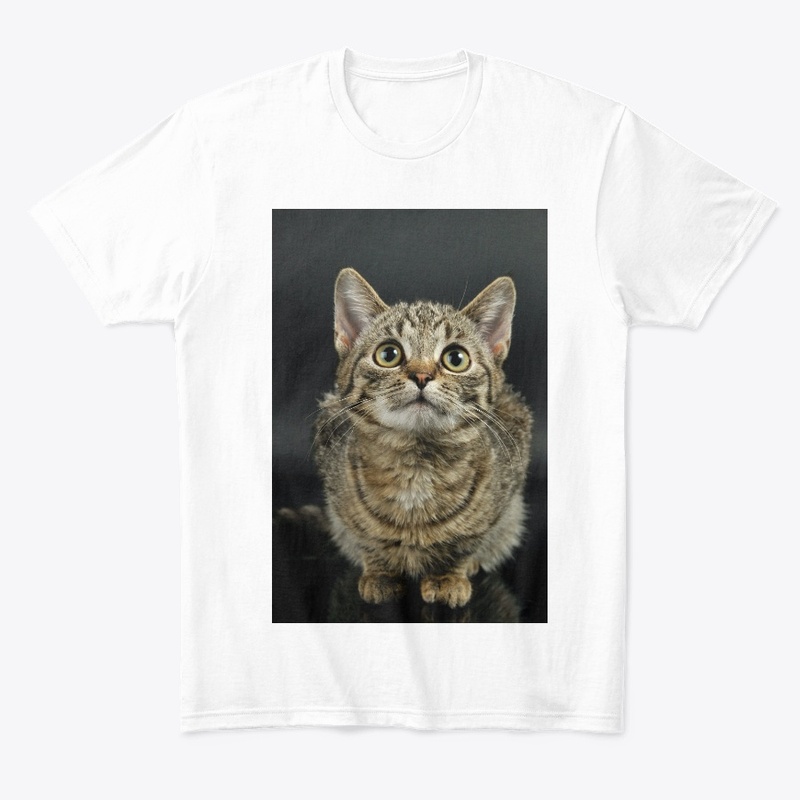 Cute Cat 