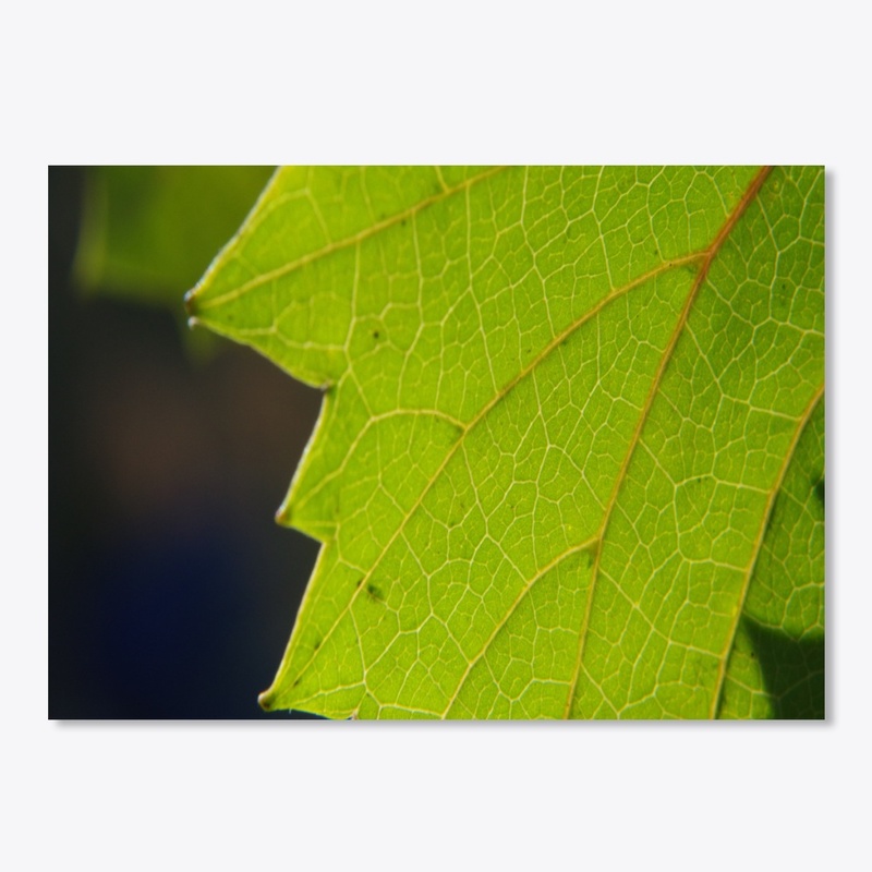 green leaf macro