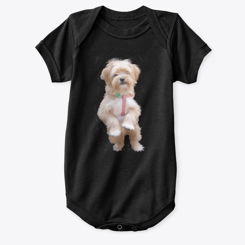 cute yorkie chihuahua puppy