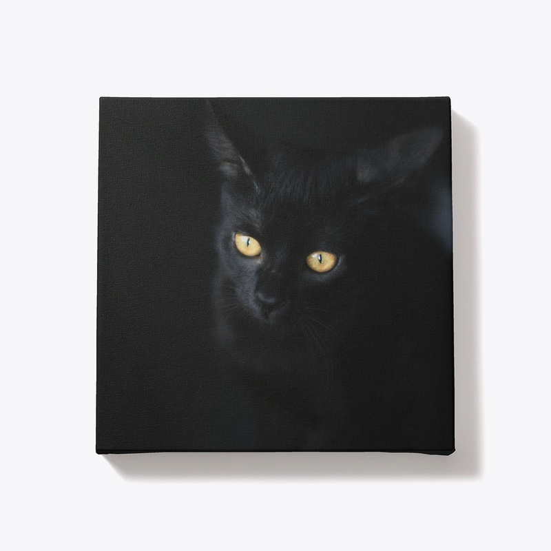 "Midnight Whiskers Hoodie"
