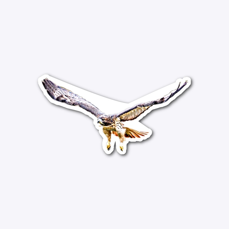 Red-tailed Hawk sticker