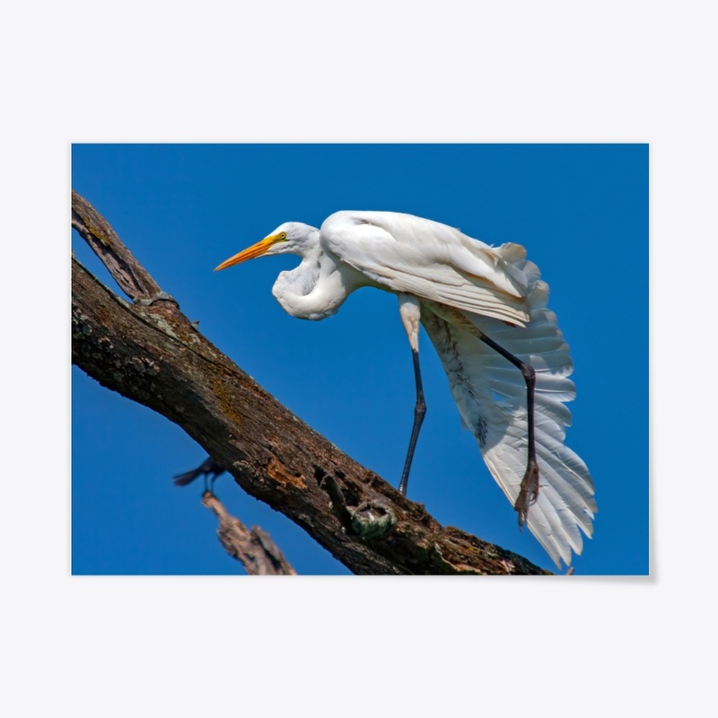 Great White Egret