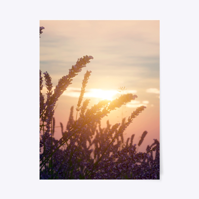 field of lavender flowers and the sun