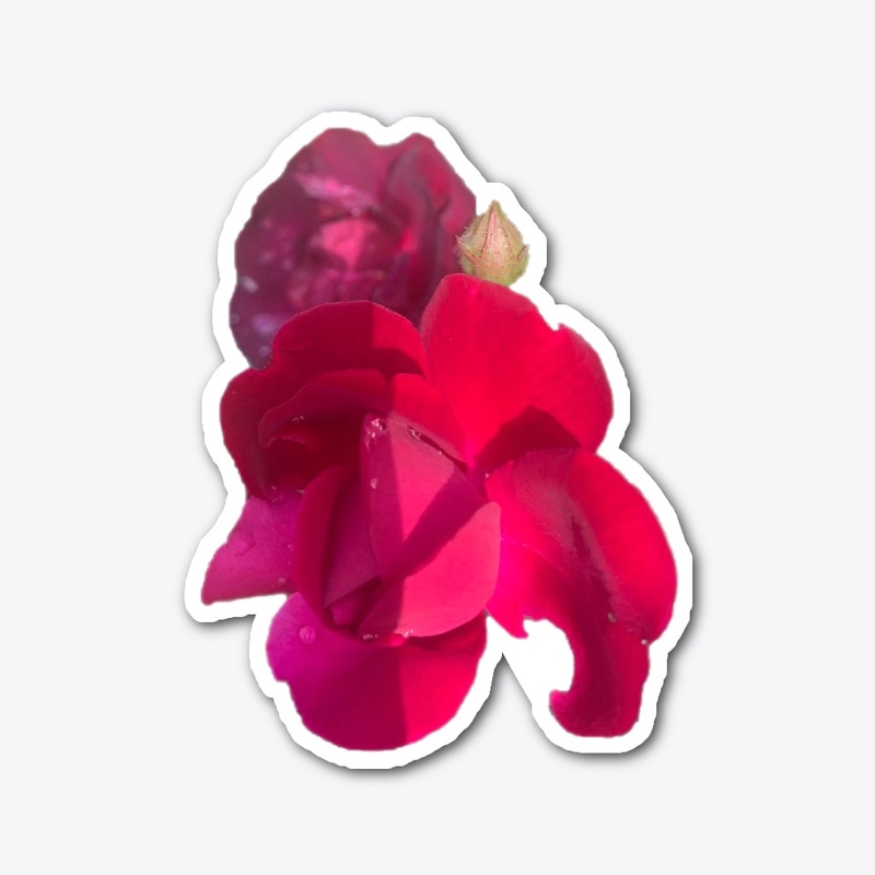 Simply Rose 6