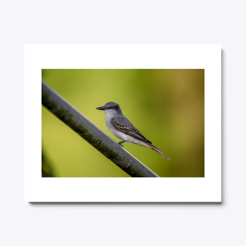 Gray Kingbird