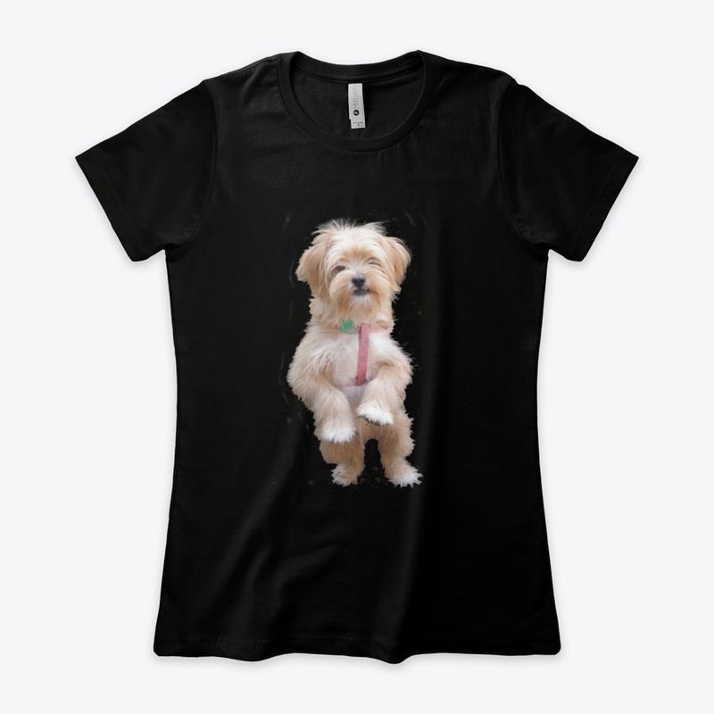 cute yorkie chihuahua puppy
