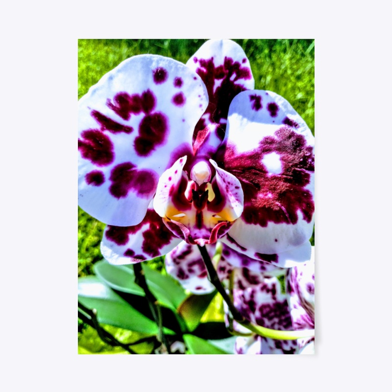 Colorful Orchid