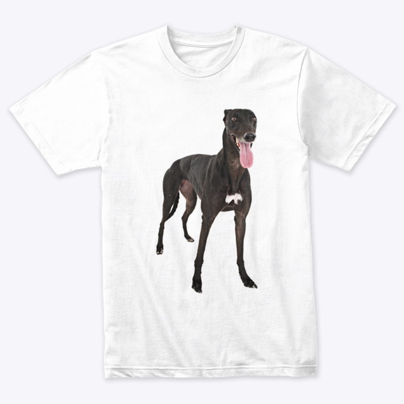 black greyhound dog