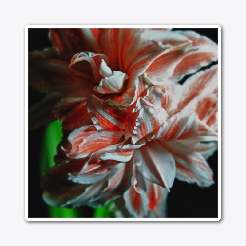 Amaryllis Portrait