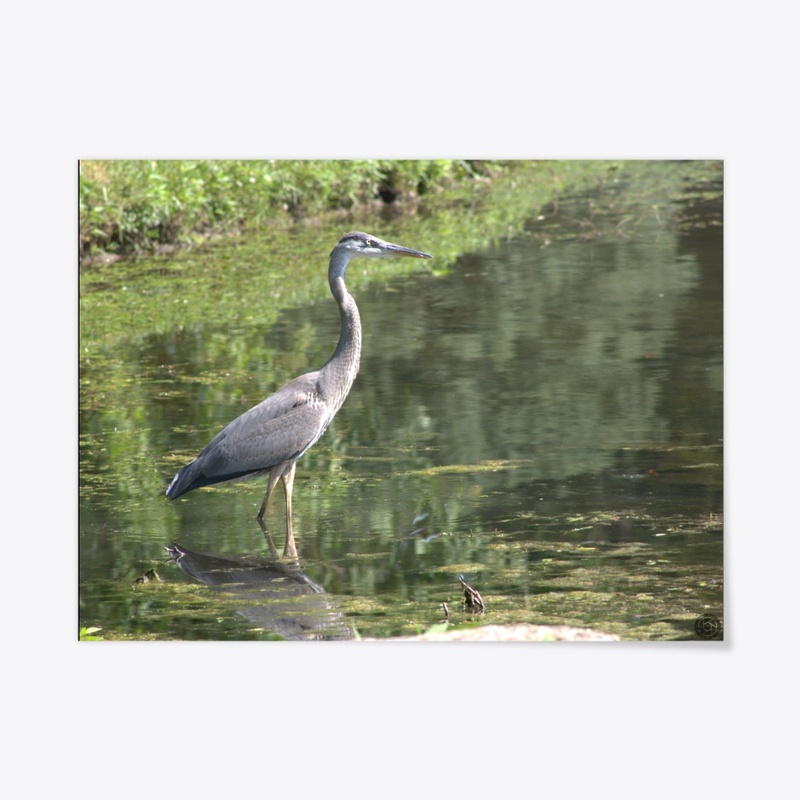 Heron