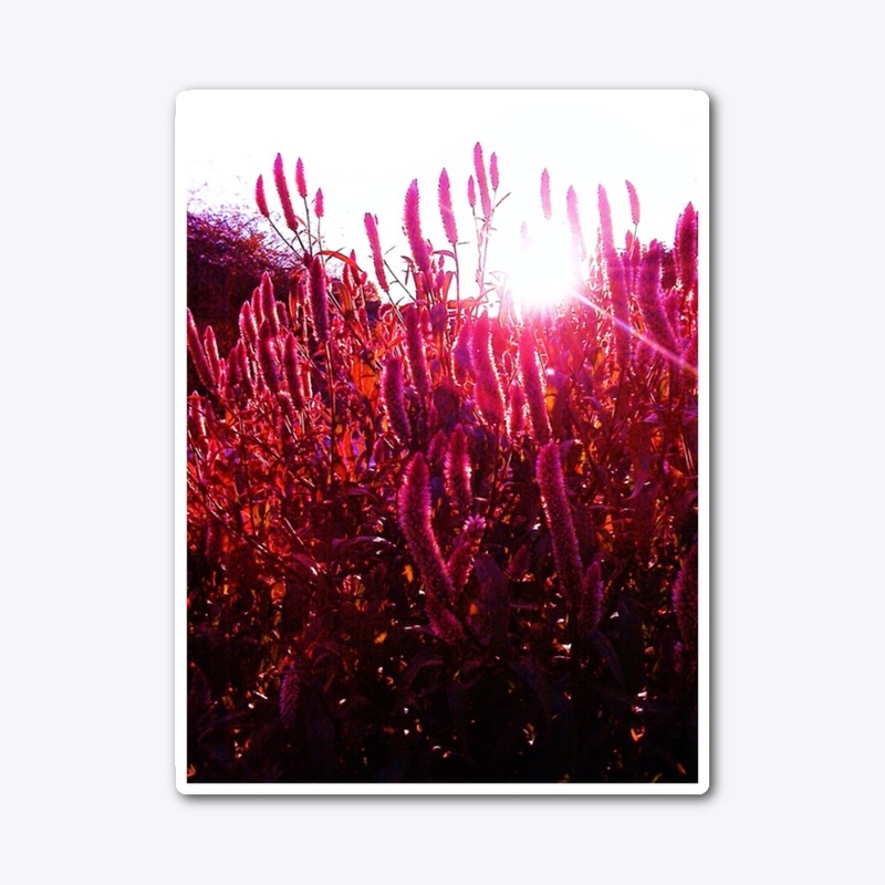 Pink Fountain Grass at Sunset