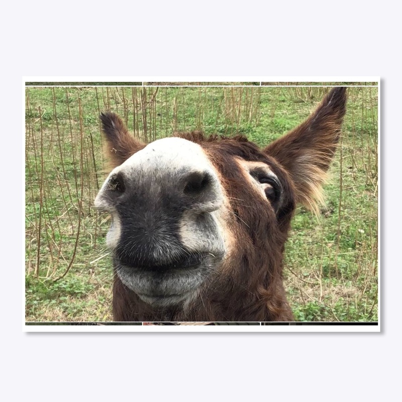 Donkey Fever