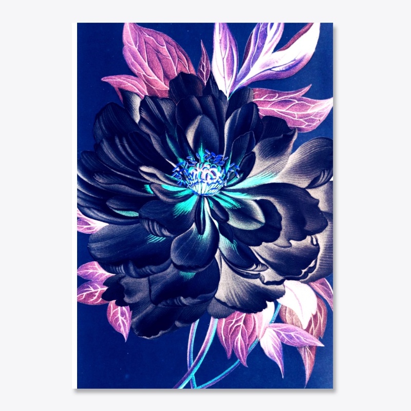 paeonia night