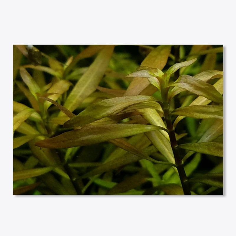 Ludwigia x. Lacustris Sticker!