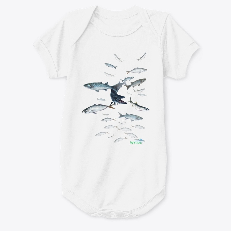 Barracuda Attacking Baitfish