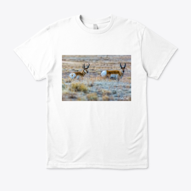 Pronghorn 