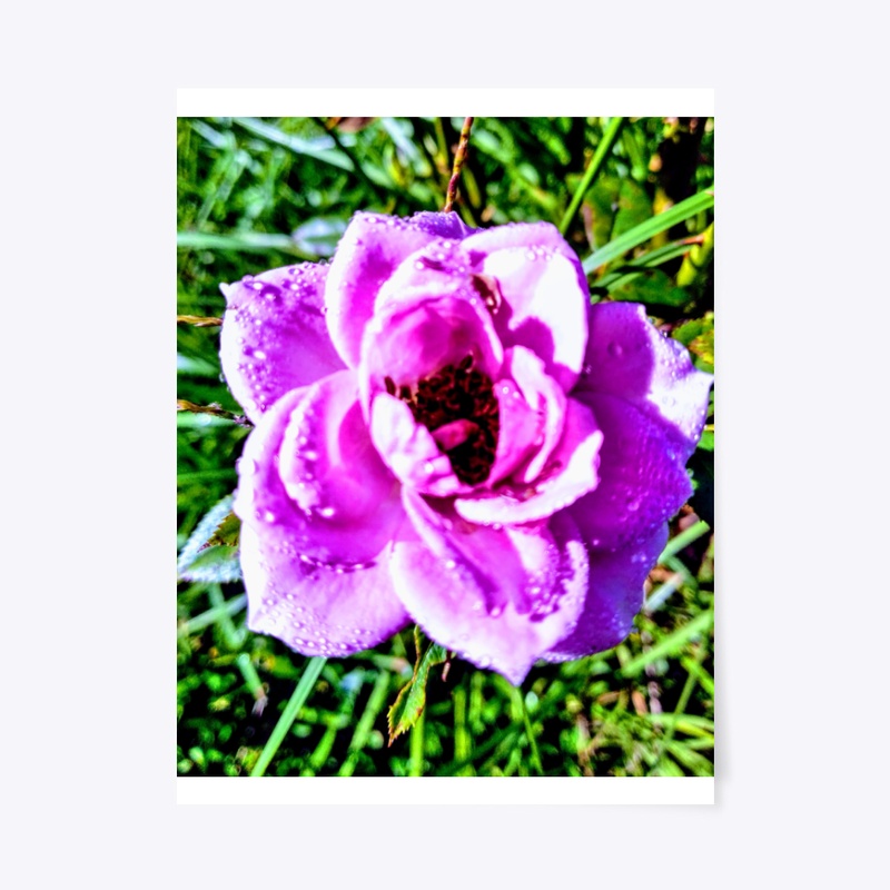 Pink Flower