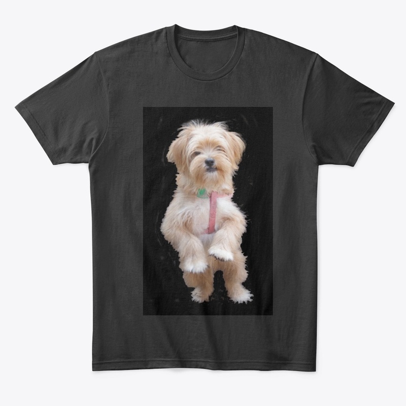 cute yorkie chihuahua puppy