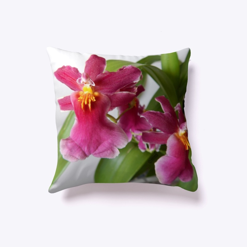 Miltonia Klara Orchid Collection