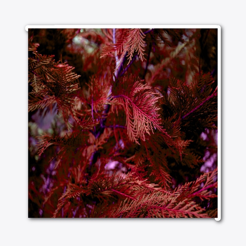 red cypress