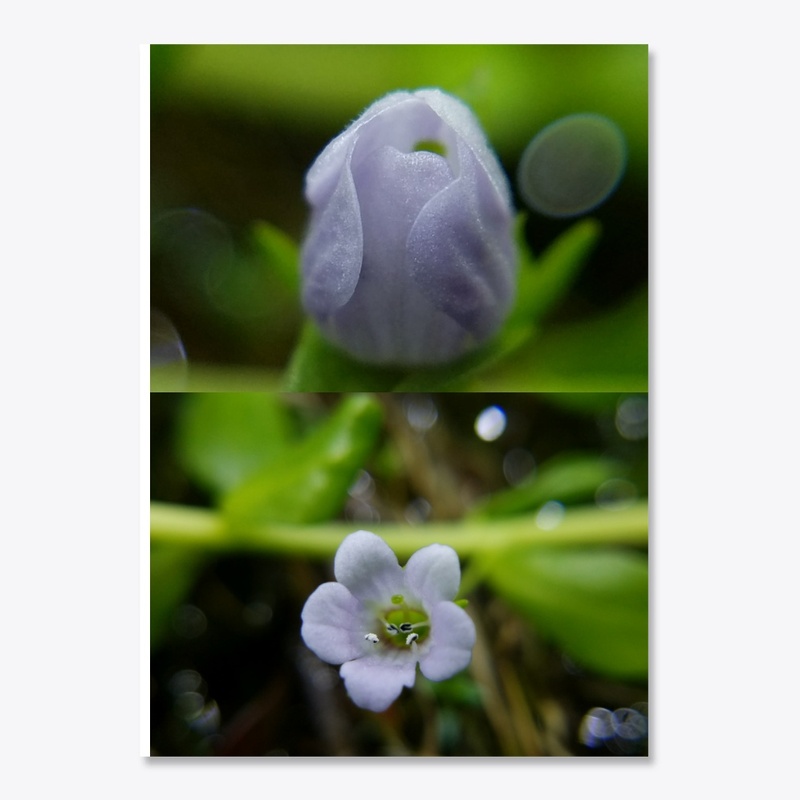 Bacopa Monnieri Flower Sticker!
