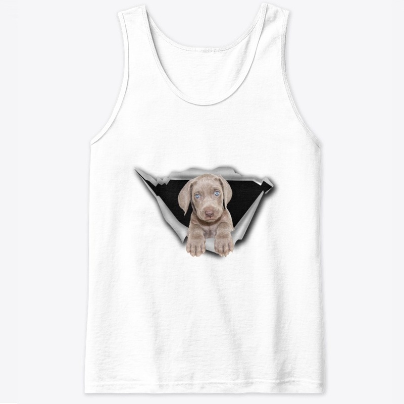Weimaraner - Torn