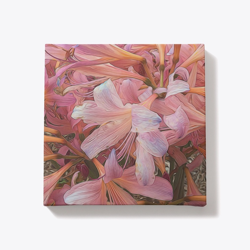 Pink Amaryllis