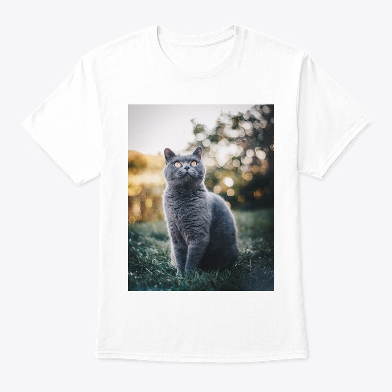lovely cat