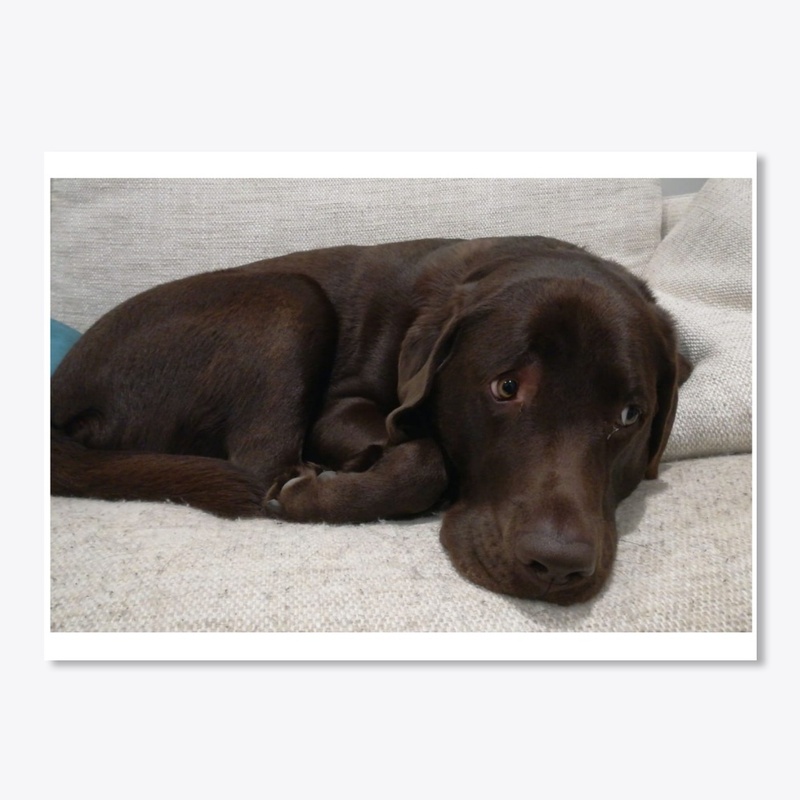 Labrador 2