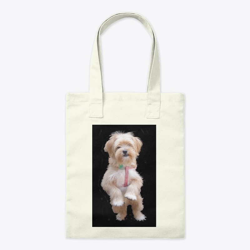 cute yorkie chihuahua puppy