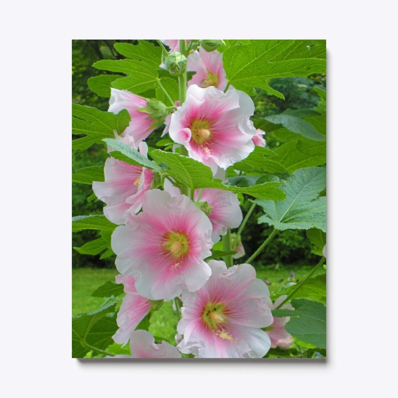 Old Fashioned Hollyhock Flowers