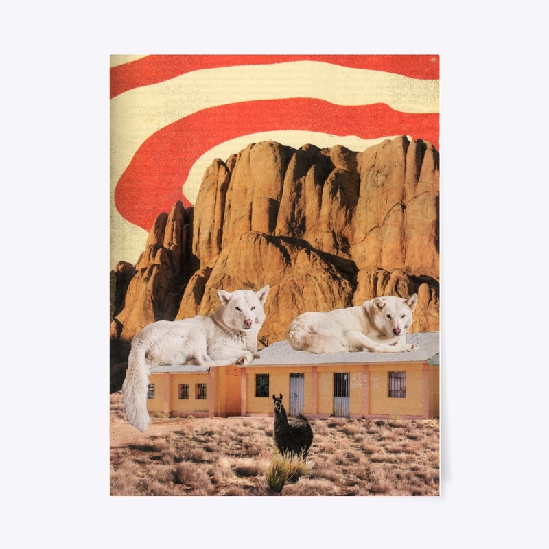White Dogs  in the Arizona Desert