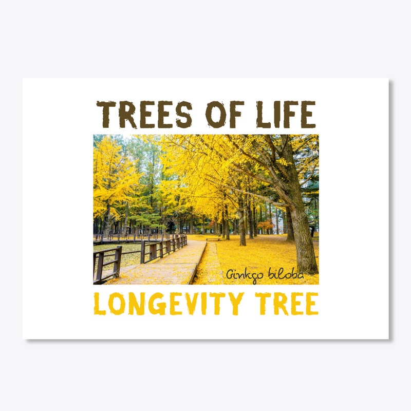 TREES of LIFE: GINKGO/LONGEVITY TREE