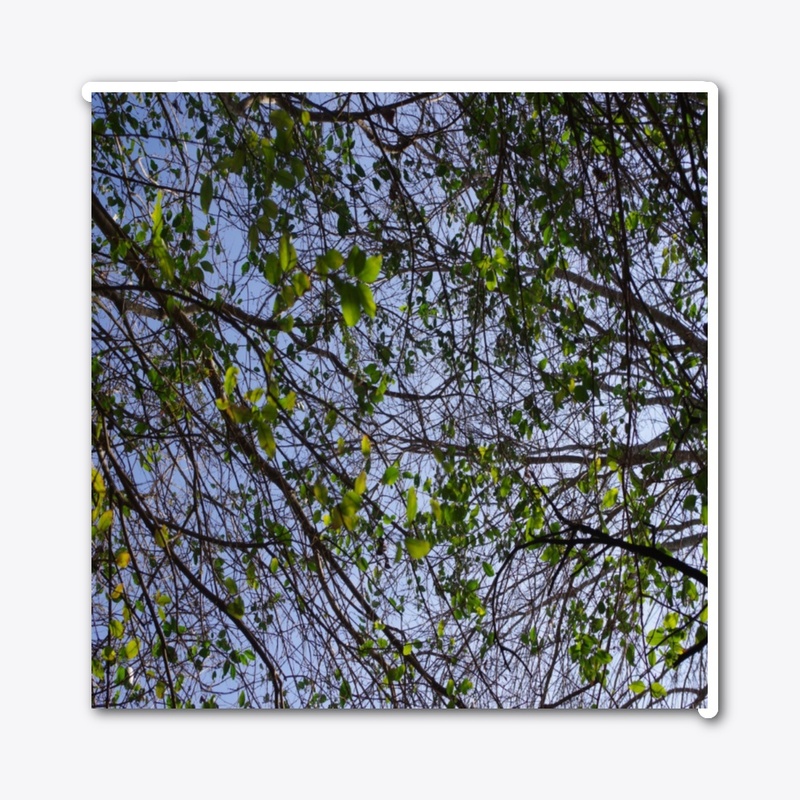 green leaves blue sky