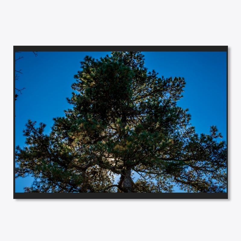 pine tree