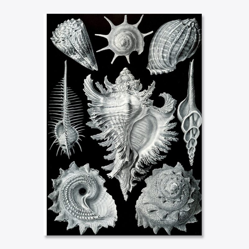The Mollusk