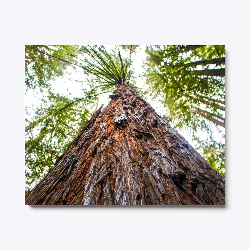 Redwood