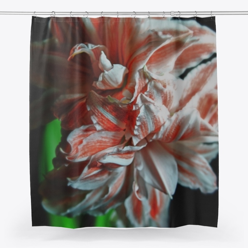 Amaryllis Portrait